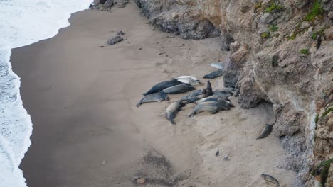 a large group of sea elephants resting on the shoreline in california