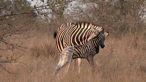 A-zebra-mare-licks-off-placenta-for-extra-nutrients,-moments-after-giving-birth-to-zebra-foal