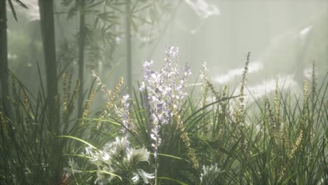 Grass-flower-field-with-soft-sunlight-for-background.