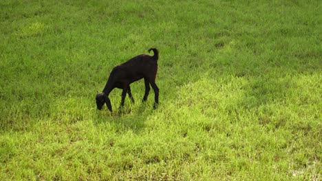 a handheld mid wide shot of a black goat grazing on grass at a wild green scape