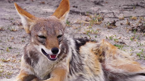 a beautiful black-backed jackal laying on the ground in the kalahari desert in africa