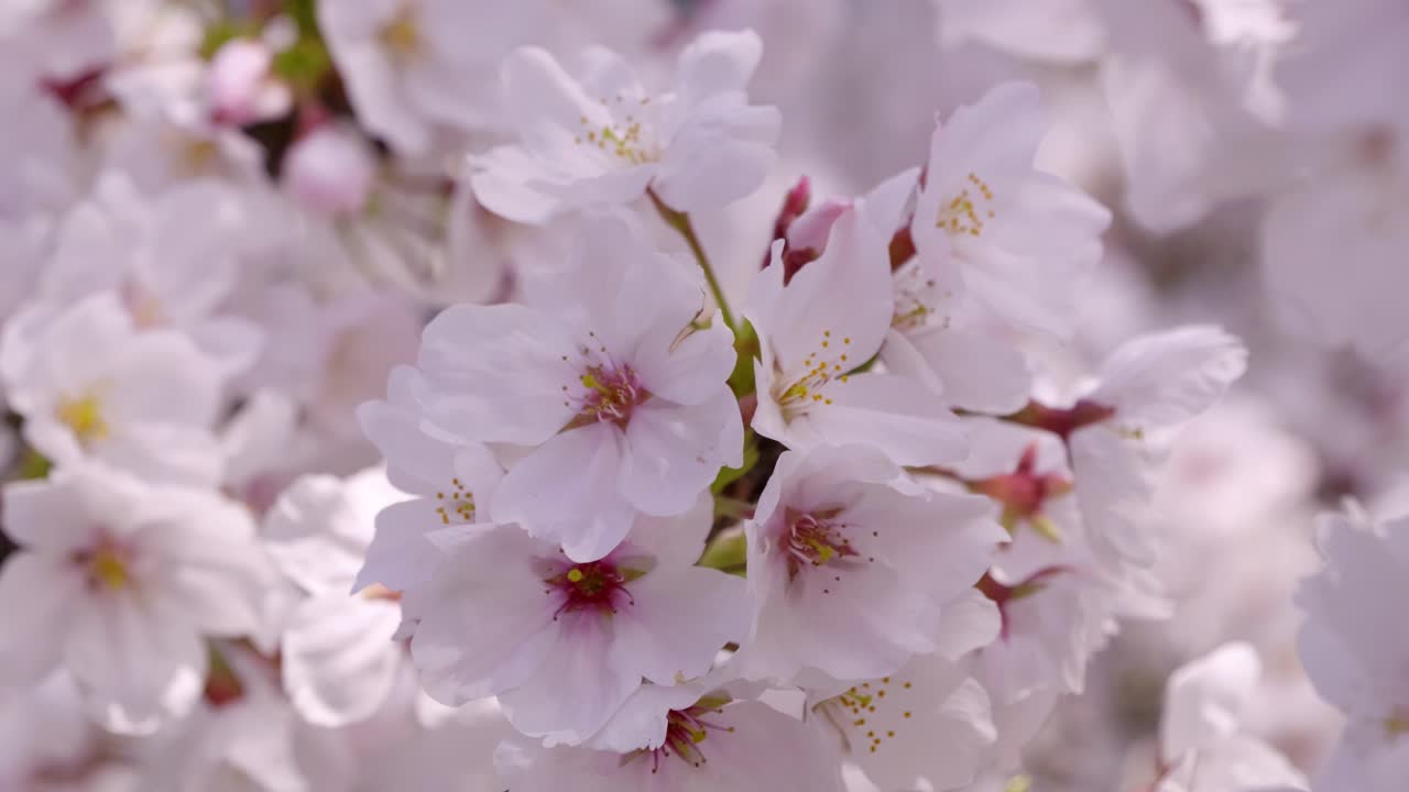 Yoshino cherry blossoms in Japan in full bloom