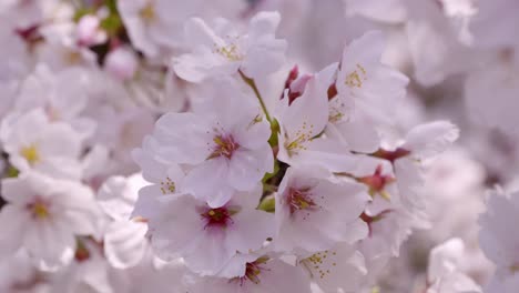 yoshino cherry blossoms in japan in full bloom