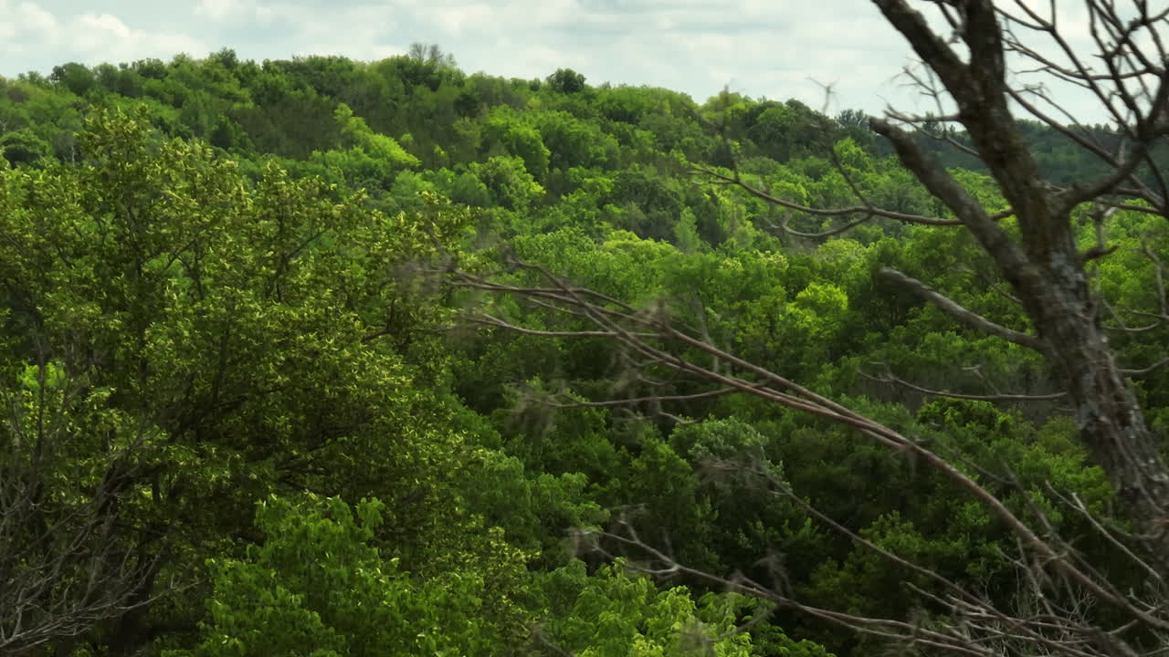 ciclo de vida del bosque
