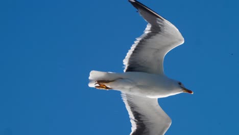 pájaros volando en el cielo contra un fondo de cielo azul, imágenes de pájaros blancos