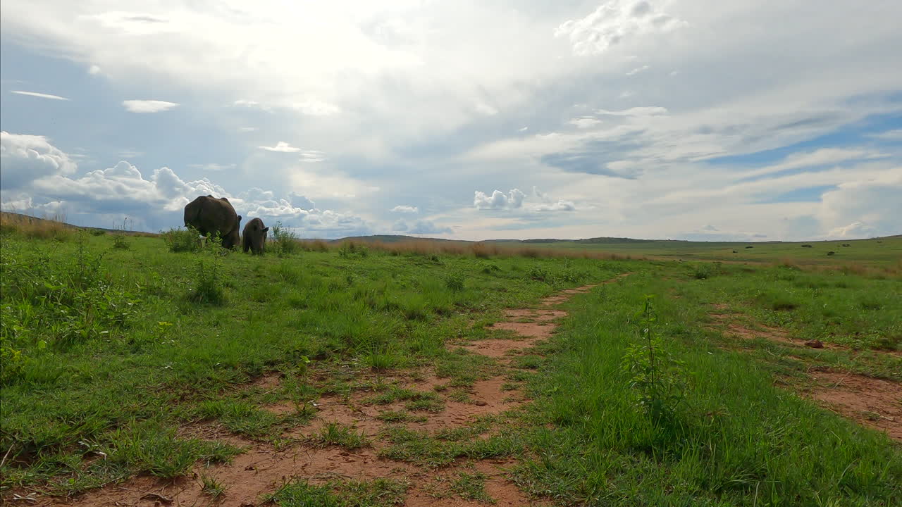 madre y cría de rinoceronte blanco pastan en un campo exuberante con un hermoso cielo, ángulo bajo