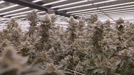 Close-up-shot-of-Cannabis-buds-under-modern-lightning-ceiling,-California-Greenhouse