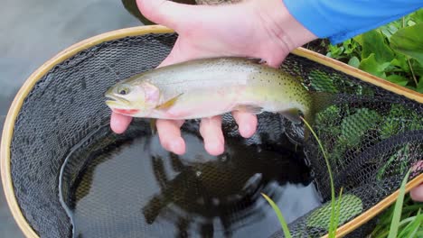 cutthroat trout is lifted from net and tries to breathe, close up