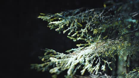 las suaves agujas verdes de las ramas de los pinos están hermosamente iluminadas por el sol de la mañana, creando una escena serena y encantadora