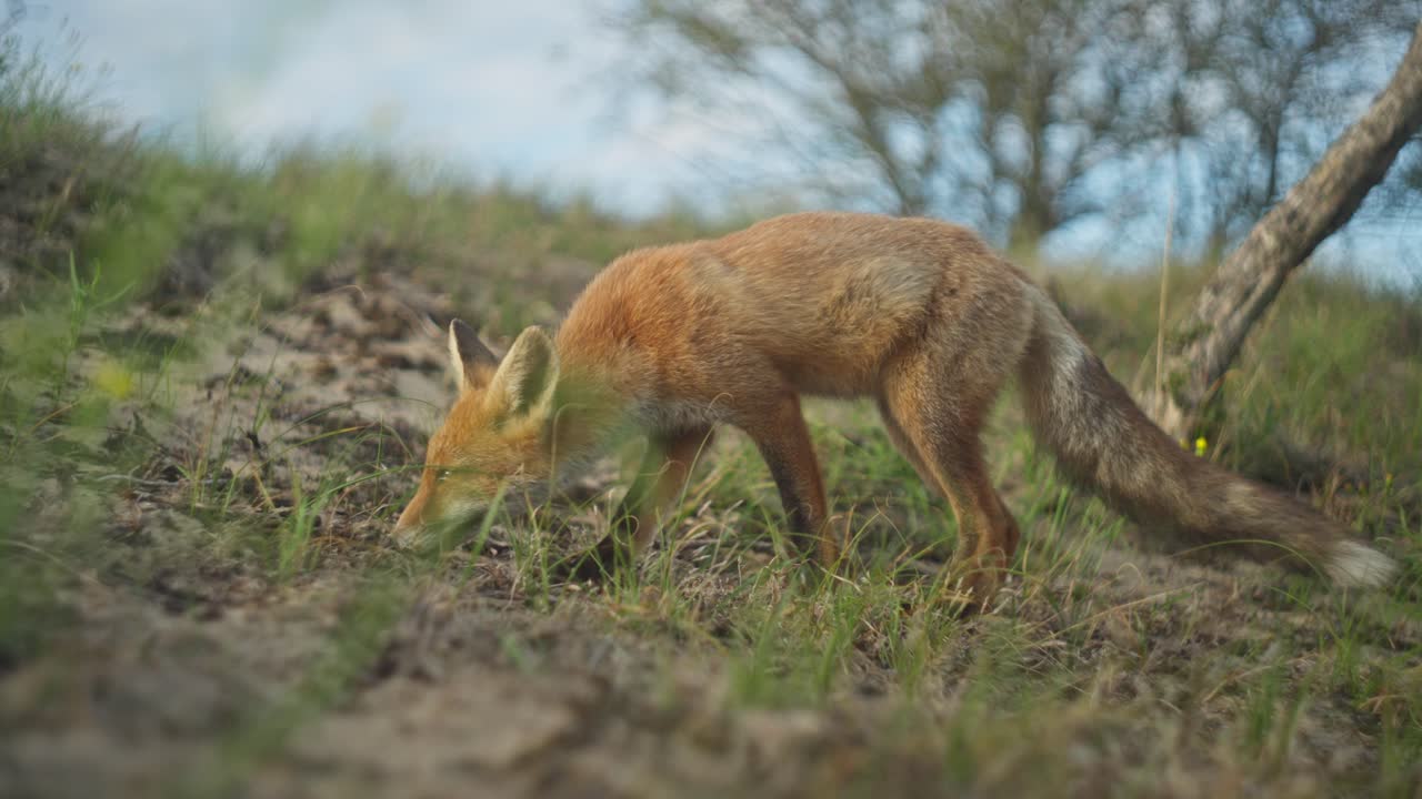 zorro rojo en un paisaje de arena