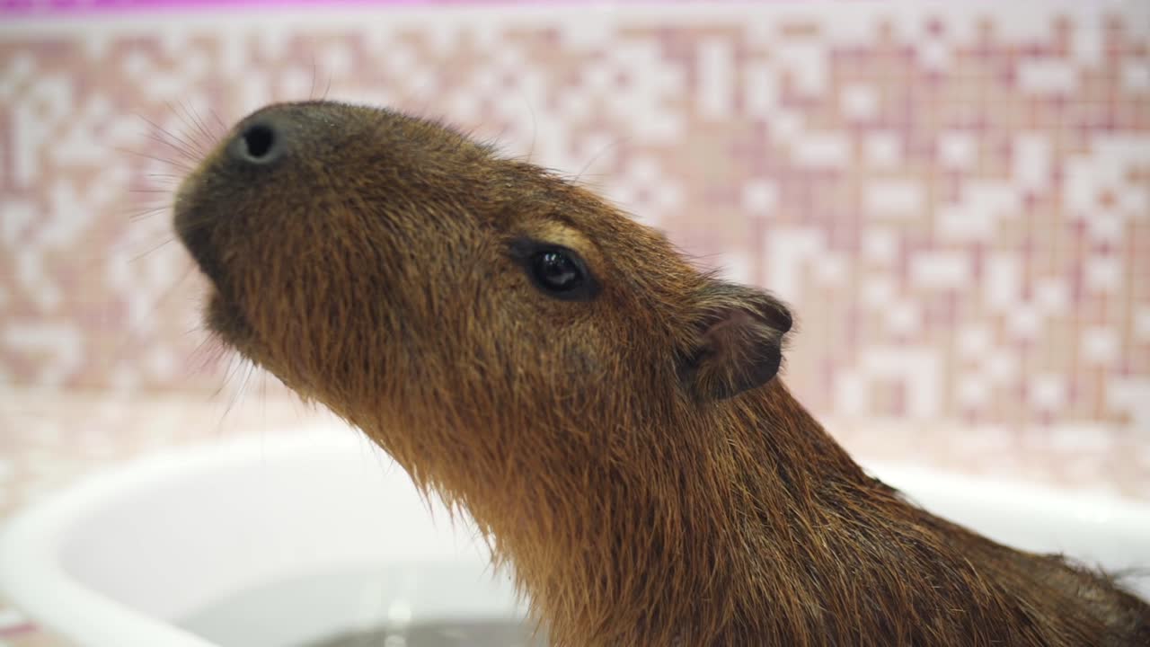 Sød kapivar spiser mad i badekarret inde i dyrecafeen i Harajuku, Tokyo, Japan. - nærbillede.
