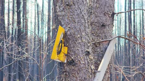 numbered yellow marking on tree trunk partially burned by wildfire in the forest