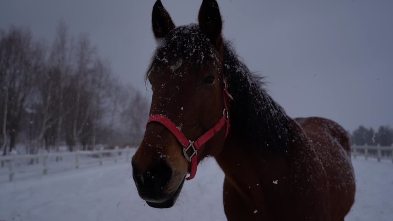 A horse stands in the snow