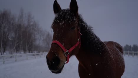 a horse stands in the snow