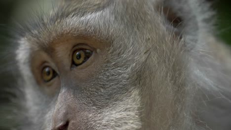 close up of a macaques eyes and face