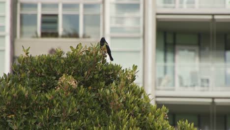 bird on tree flies away in park in vancouver