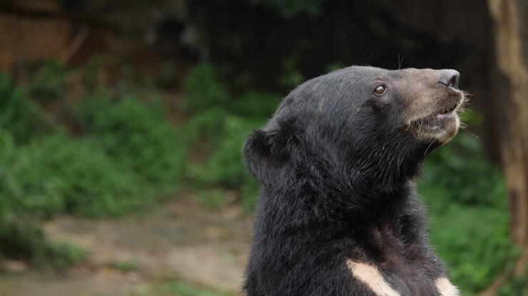 Close-up of a Sun Bear