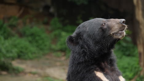 primer plano de un oso del sol