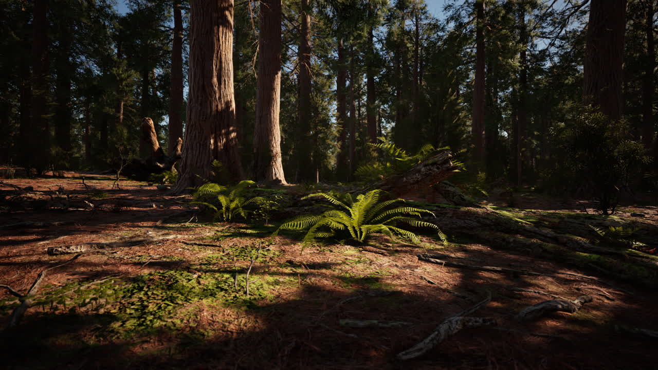 la luz del sol de la mañana en las secuoyas de mariposa grove