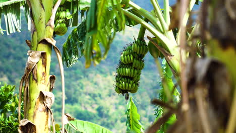 green banana fruit growing on tropical tree during windy day, static view