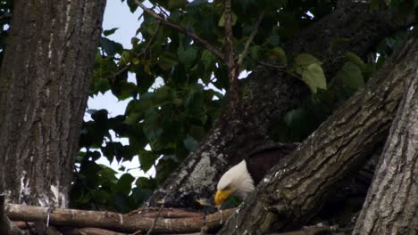 Amerikanischer-Weißkopfseeadler-Füttert-Küken-Auf-Dem-Nest-In-Der-Wildnis