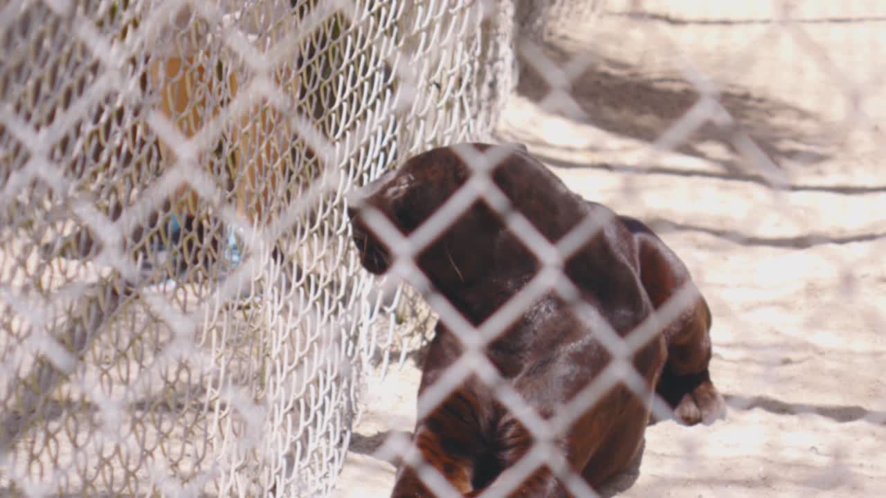 Un giaguaro nero in cattività si rilassa e gioca con un guardiano dello zoo