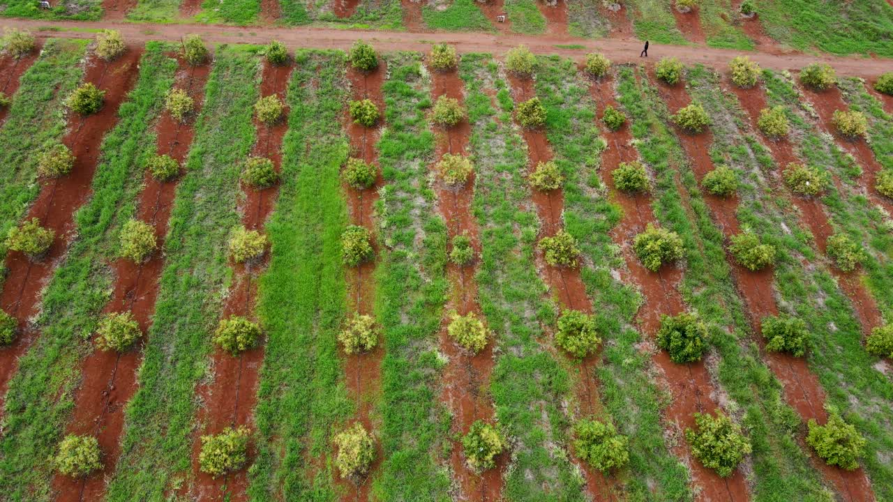 tecnología de agricultura inteligente: vista aérea de drones de una granja de aguacate en kenia