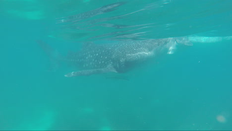 Swimming Whale Shark  in Deep Sea of Oslob Cebu, Philippines