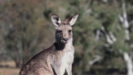 Primer-Plano-Del-Wallaby-De-Cuello-Rojo-O-Wallaby-De-Bennett-En-Un-Parque