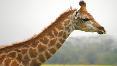 closeup of giraffe shaking it's head several times while walking