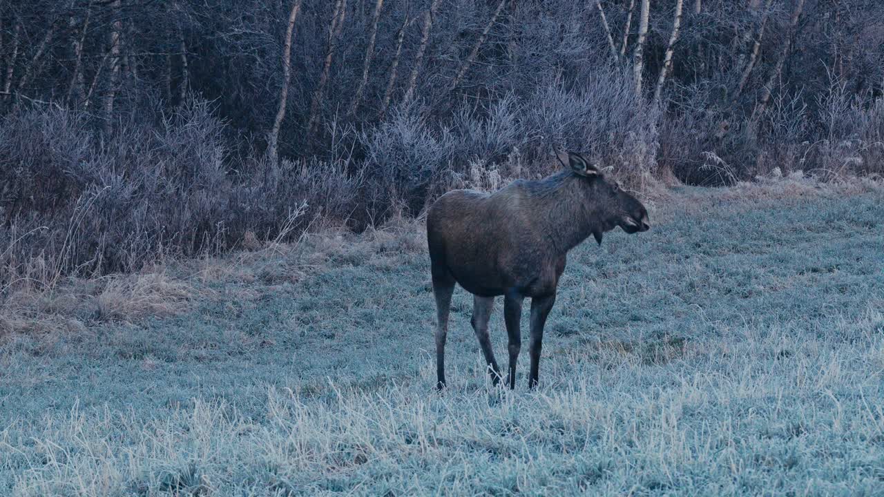 A Moose Bends Down to Feed on a Frost-covered Field Beside the Forest Edge - Close Up