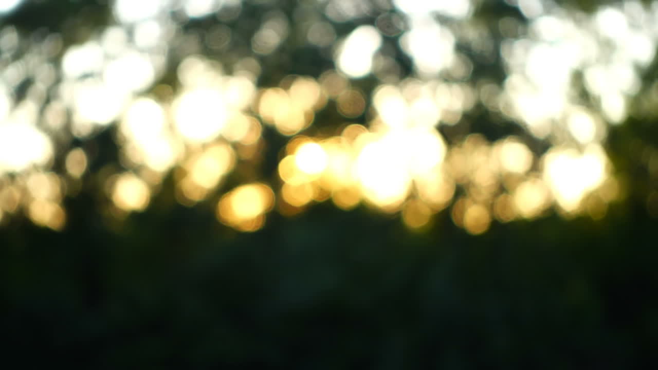 Tramonto e raggi del sole attraverso gli alberi. Fuori fuoco. Riprese in movimento.