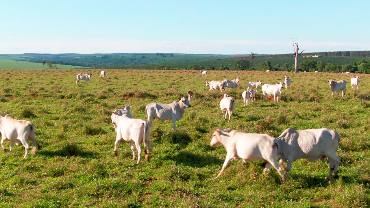 소 의 풍경 넬로어 가축 품종과 송아지 동물 농장 시골에서 잔디를 가로질러 돌아다니고 농촌 재산 도크 야외 계곡.