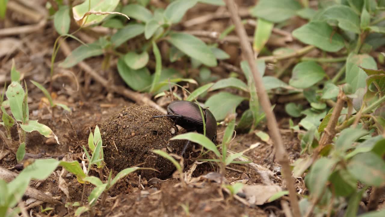 comportamiento macro: escarabajo pelotero hace rodar la bola en un agujero poco profundo que acaba de cavar
