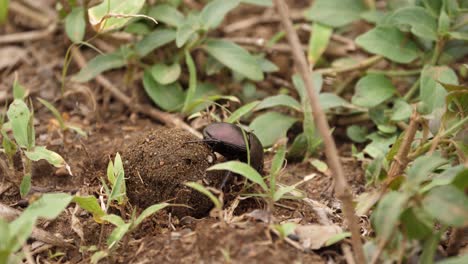 macro behaviour: dung beetle rolls ball into shallow hole just dug