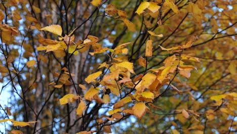 focus push in on yellow autumnal leaves on a branch