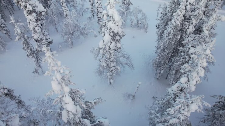 Drone panorerer nedad over snedækkede træer i Lapland, Finland, Arktisk Cirkel