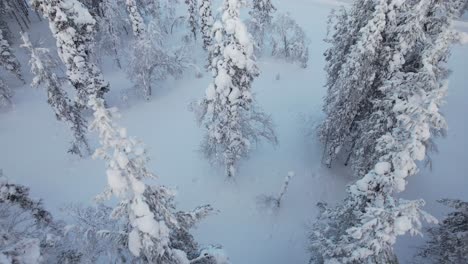 drone pans downward above snow-covered trees in lapland, finland, arctic circle