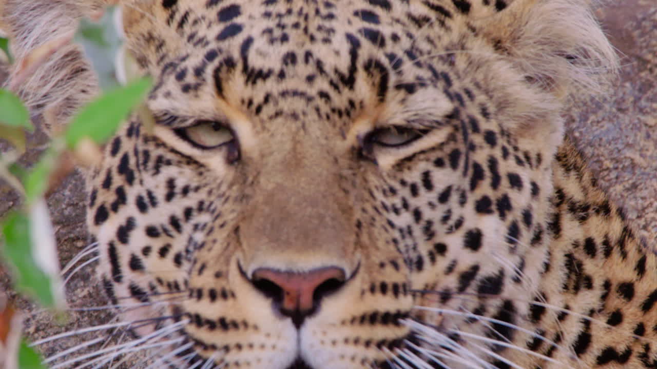 Öğle vakti savanada esneyen leopar kafası