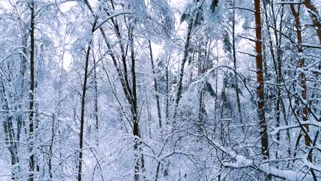 Verschneite-Äste-Im-Wald.-Wintermärchen-Hintergrund