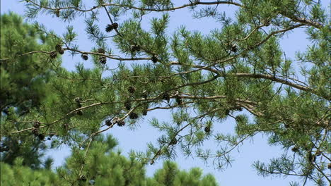 shot of pine tree branches and cones