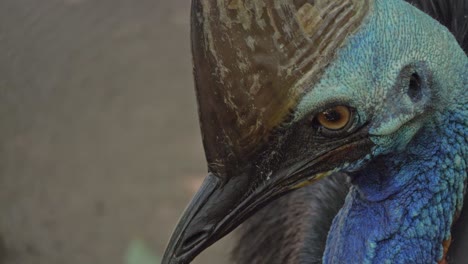 close up of australian southern cassowary bird's head