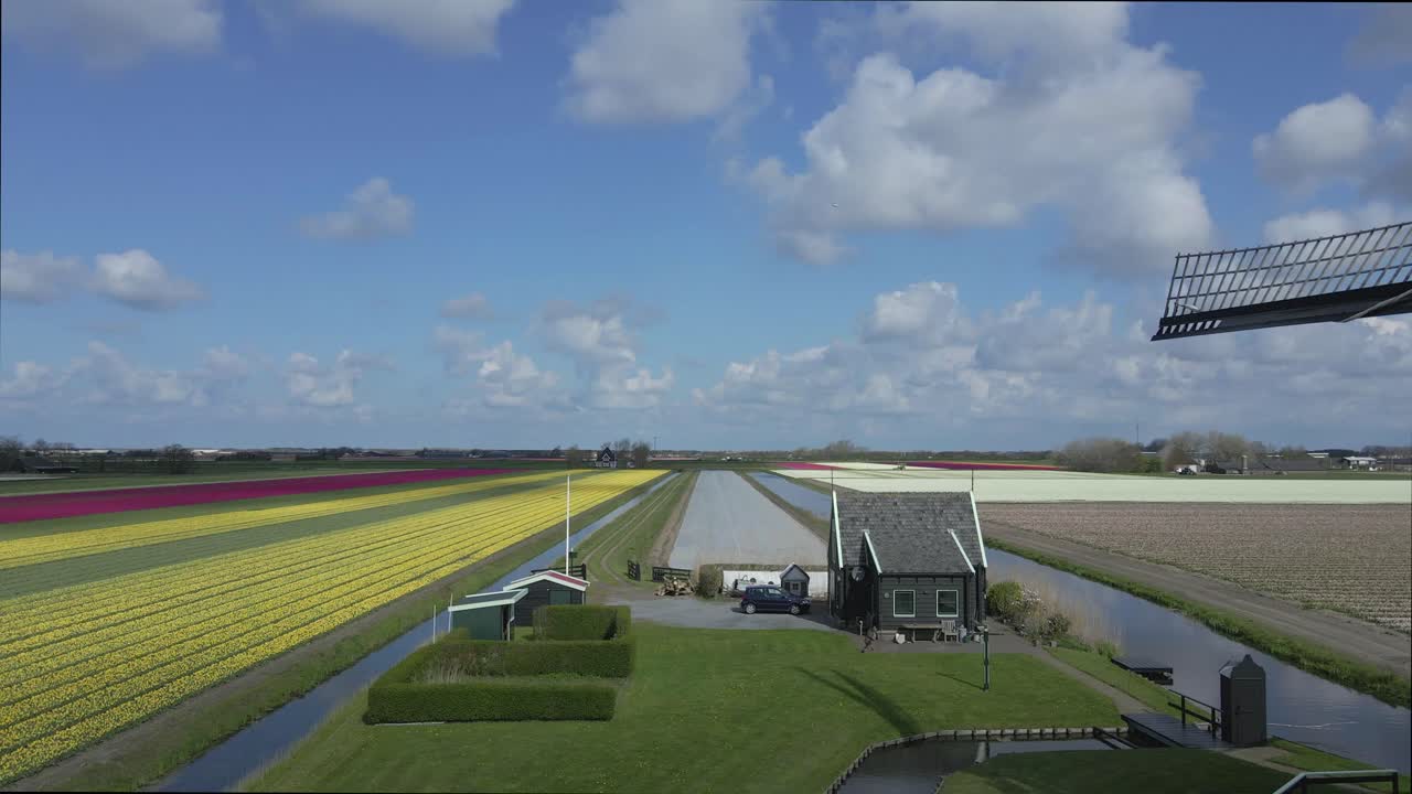 Lyse tulipanmarker med klassisk vindmølle i syne, Keukenhof, Holland