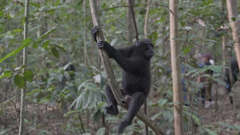 A-free,-wild-monkey-sitting-on-a-tree-in-the-jungle,-looking-curiously-around