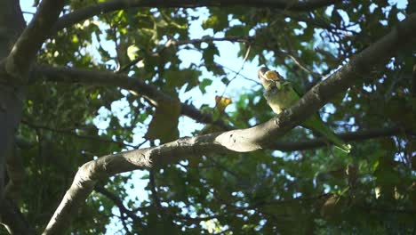 Wild-parrots-sitting-on-tree-branches.-Slow-motion-parrots-eating-among-trees