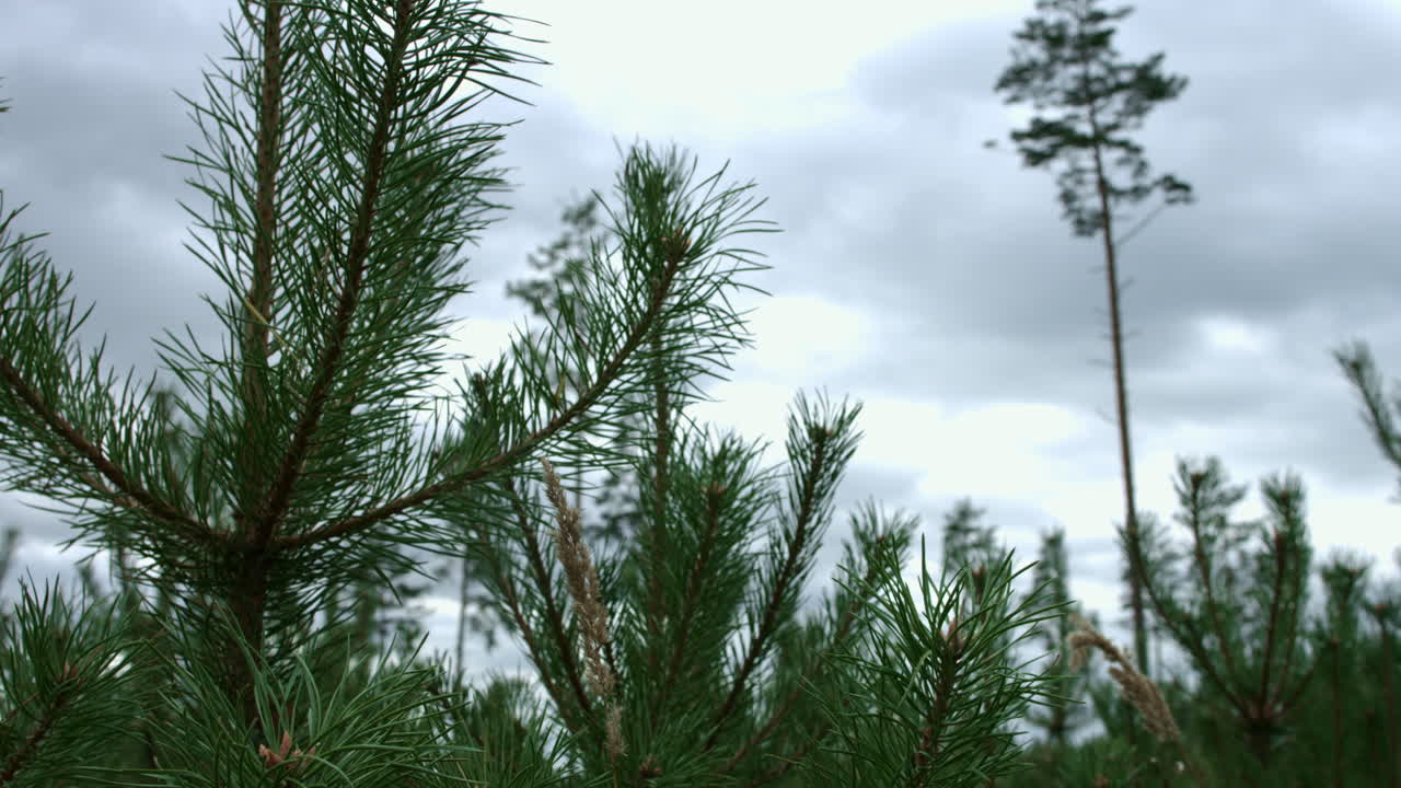 숲 속 에 흐르는 투명 한 물 이 있는 숲 하천. 하천 이 있는 풍경