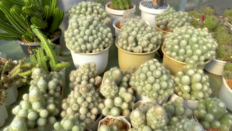 various cacti showcased in a greenhouse setting