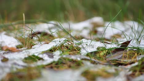 La-Primera-Nieve-Se-Encuentra-En-La-Hierba-Verde