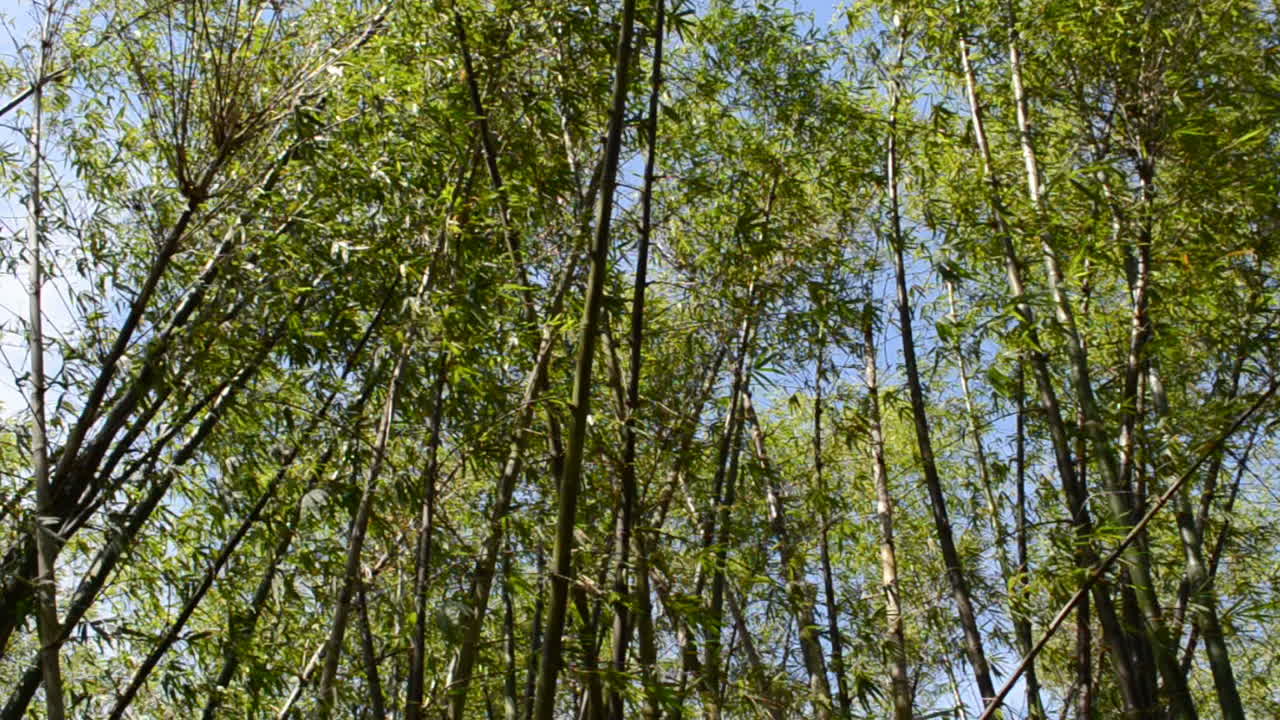 Bambuseto. La natura in un giardino