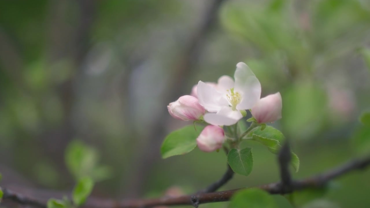 春に咲くリンゴの木の白とピンクの花。